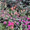 katrina_goodall